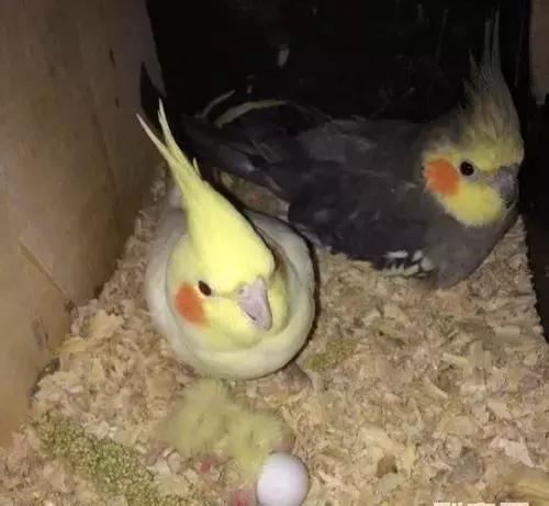 玄凤鹦鹉喂什么牌子奶粉,特色玄凤鹦鹉怎么培育的