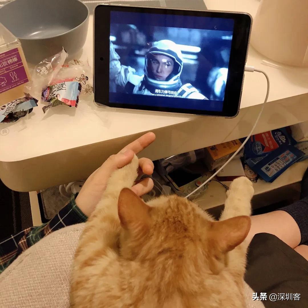 深圳猫市,深圳猫市场