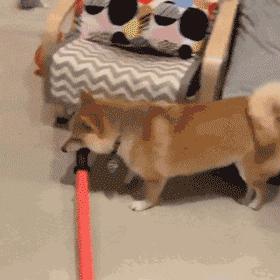 维诺拉狗粮,维诺拉犬