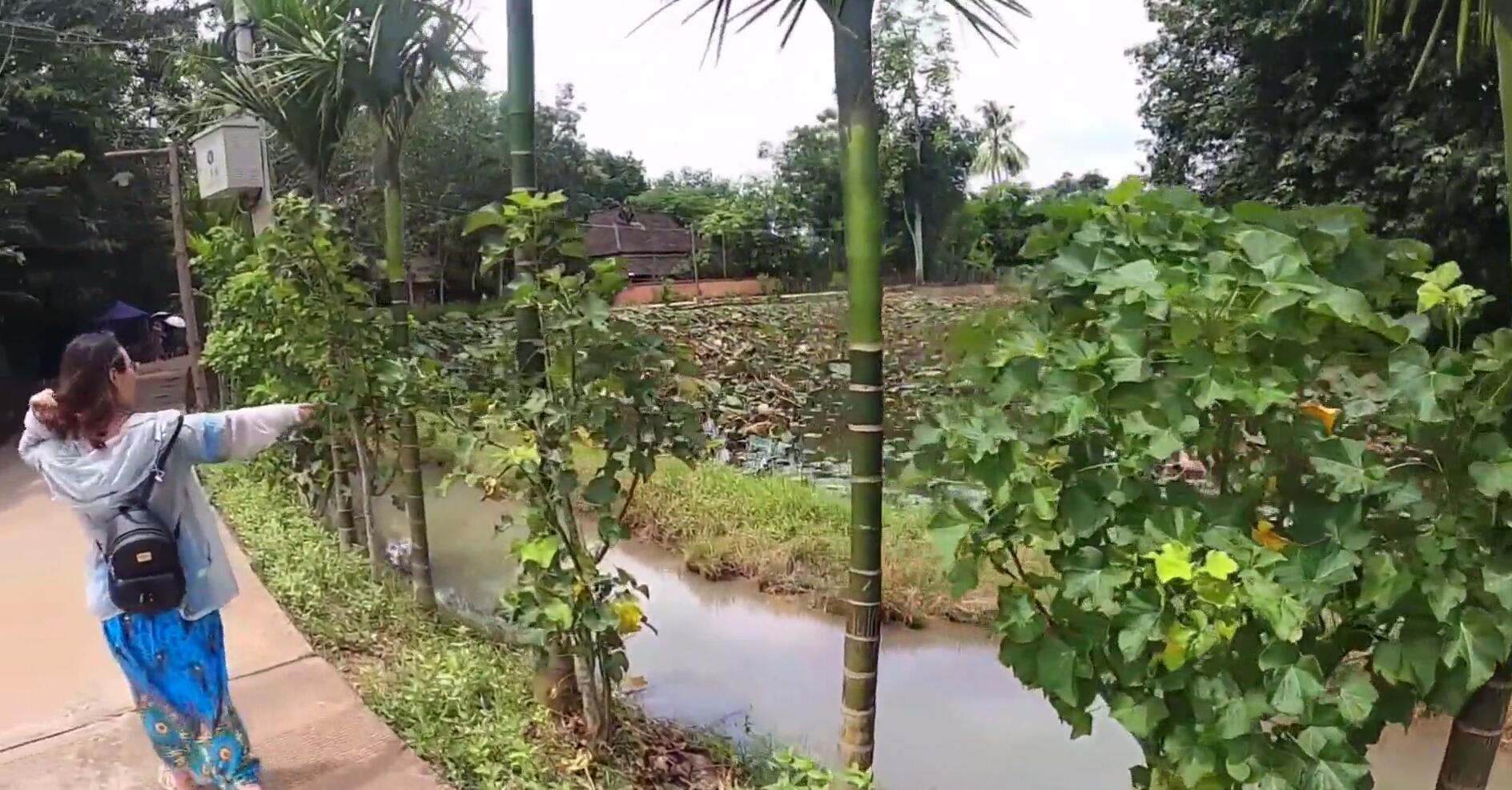 西双版纳热带雨林导游,西双版纳热带雨林谷导游