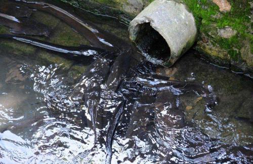 钓鲶鱼要怎么钓最好,钓鲶鱼应该用什么钓最好