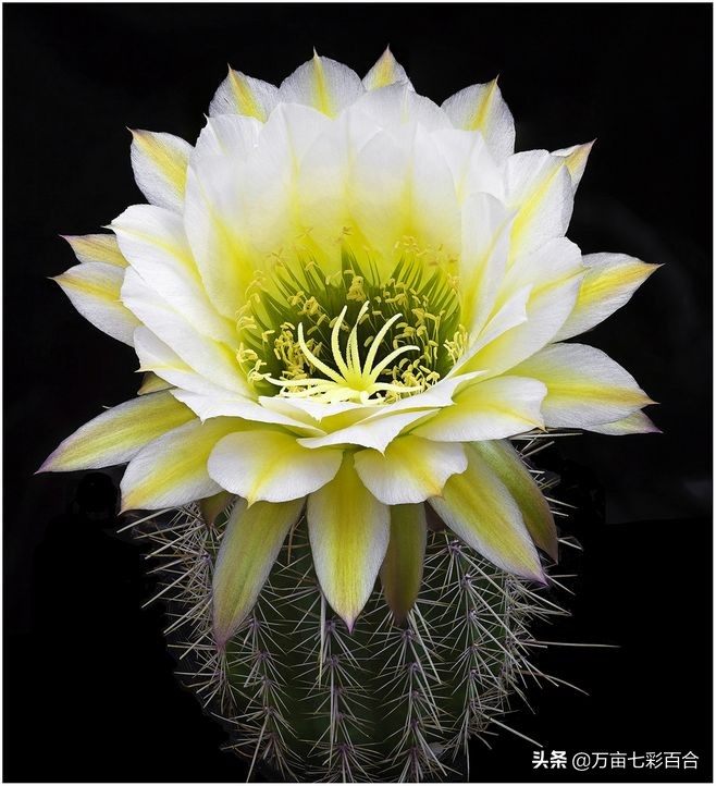 中国的国花有哪5种,除了我国的国花其他国花你了解吗