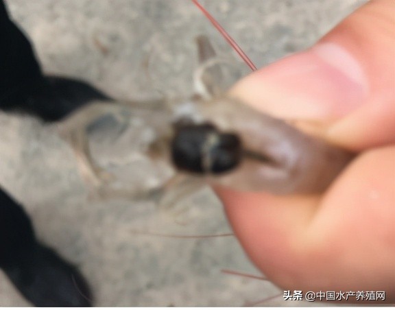 中草药制剂HCV弧菌病能防治、修复肝胰腺，广东省农业力推技术