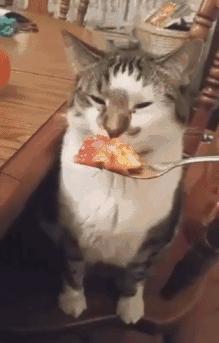 艺术狗视频,艺术狗造型