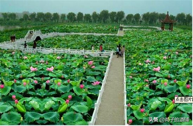 活动赏荷观光让你沉醉在这个夏天,这个夏天来苏州赏荷吧