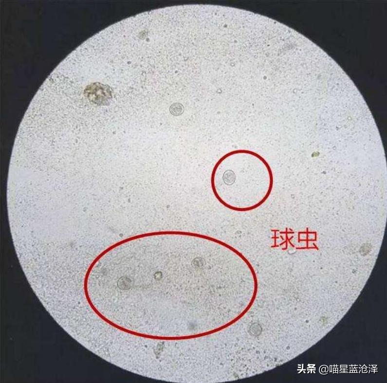 幼猫养护知识大全,幼猫驱虫的注意事项