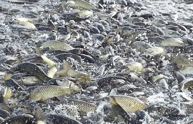 鱼塘里草鱼不是特别多怎么钓,鱼塘用玉米钓草鱼方法与技巧