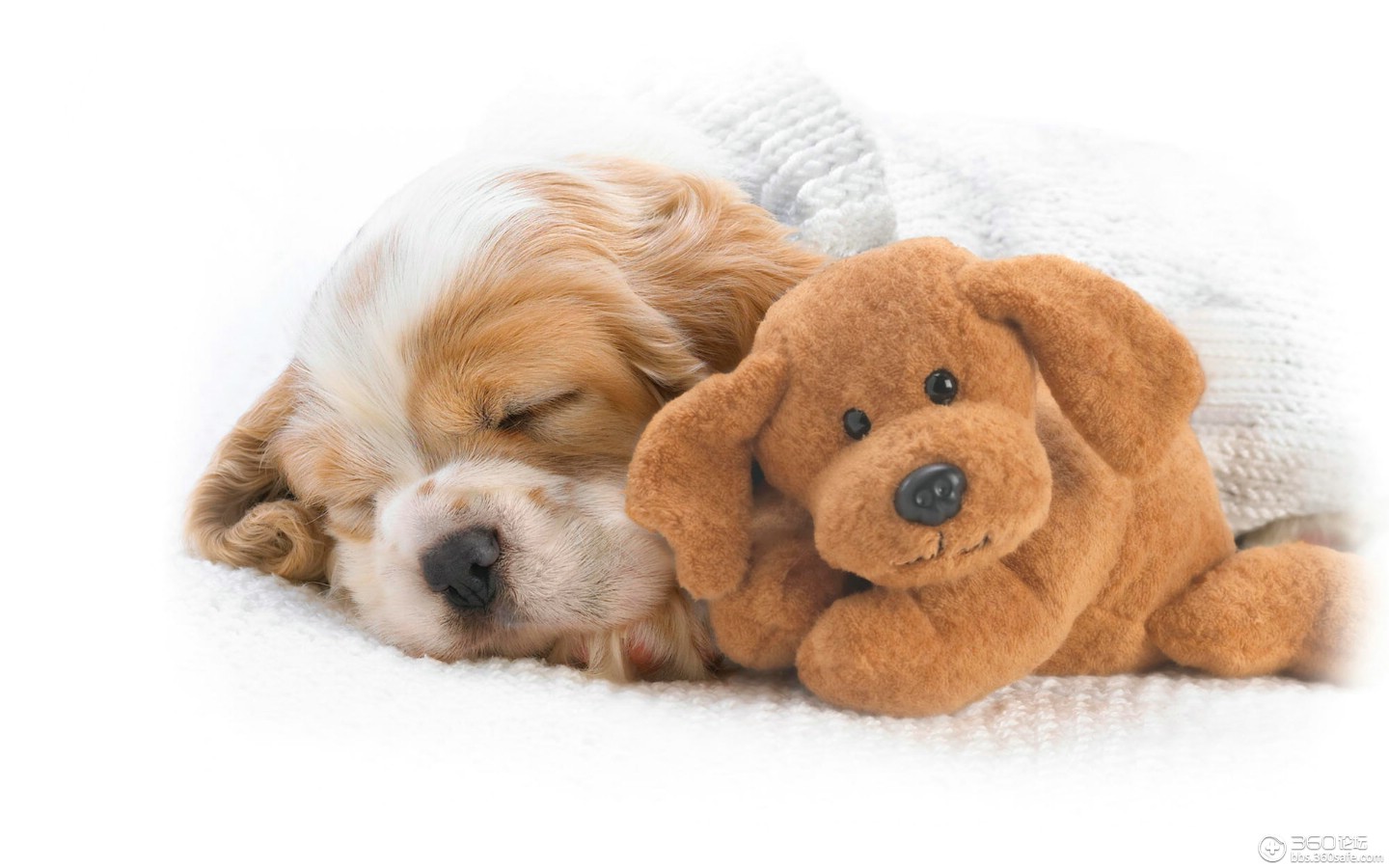 养母萨摩耶要注意什么,养母的金毛要注意什么