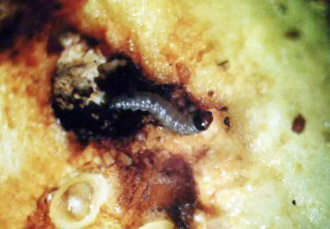 桃树梨树虫害防治什么时候为宜,梨树8大重要虫害防治方法