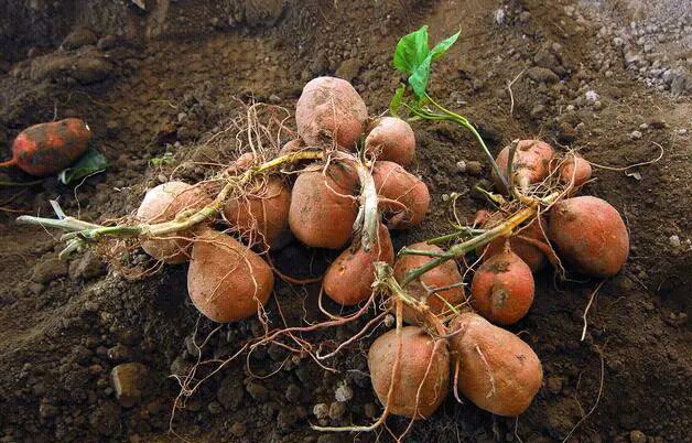 一个人将果树藤条偷偷带回中国，被新西兰告了，判赔6742.8万元