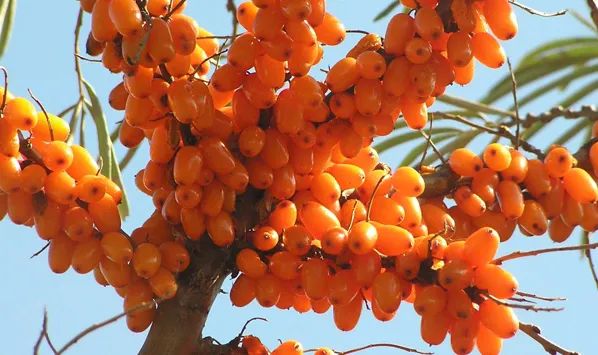 春雨蜂蜜面膜真实测评,春雨蜂蜜面膜用法及功效