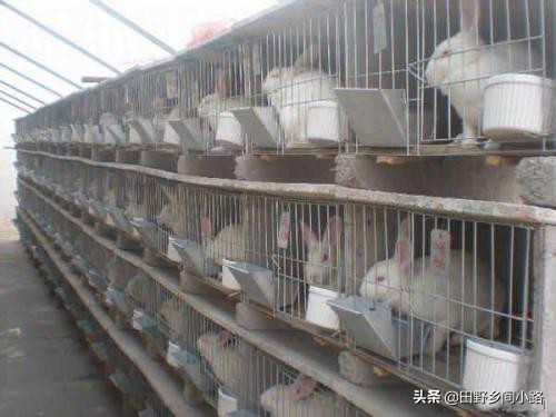 高科技生态养殖兔子前景如何,兔子的养殖技术与方法