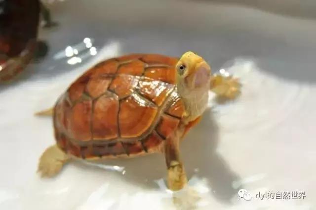 黄喉拟水龟注意事项,黄喉拟水龟种类区别
