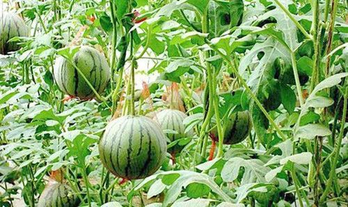 怎样提高西瓜的口感,怎样提高西瓜的挂果率