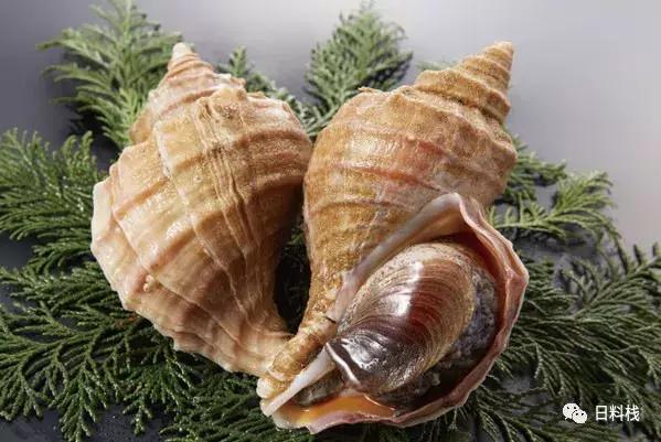 峨螺是什么,厚重峨螺