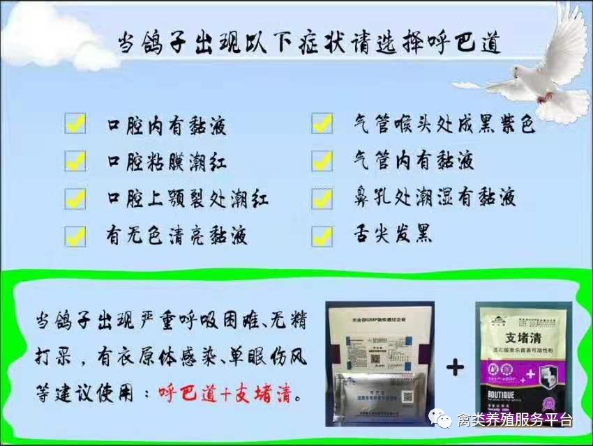 鸽子怎样做?单眼伤风不复发!