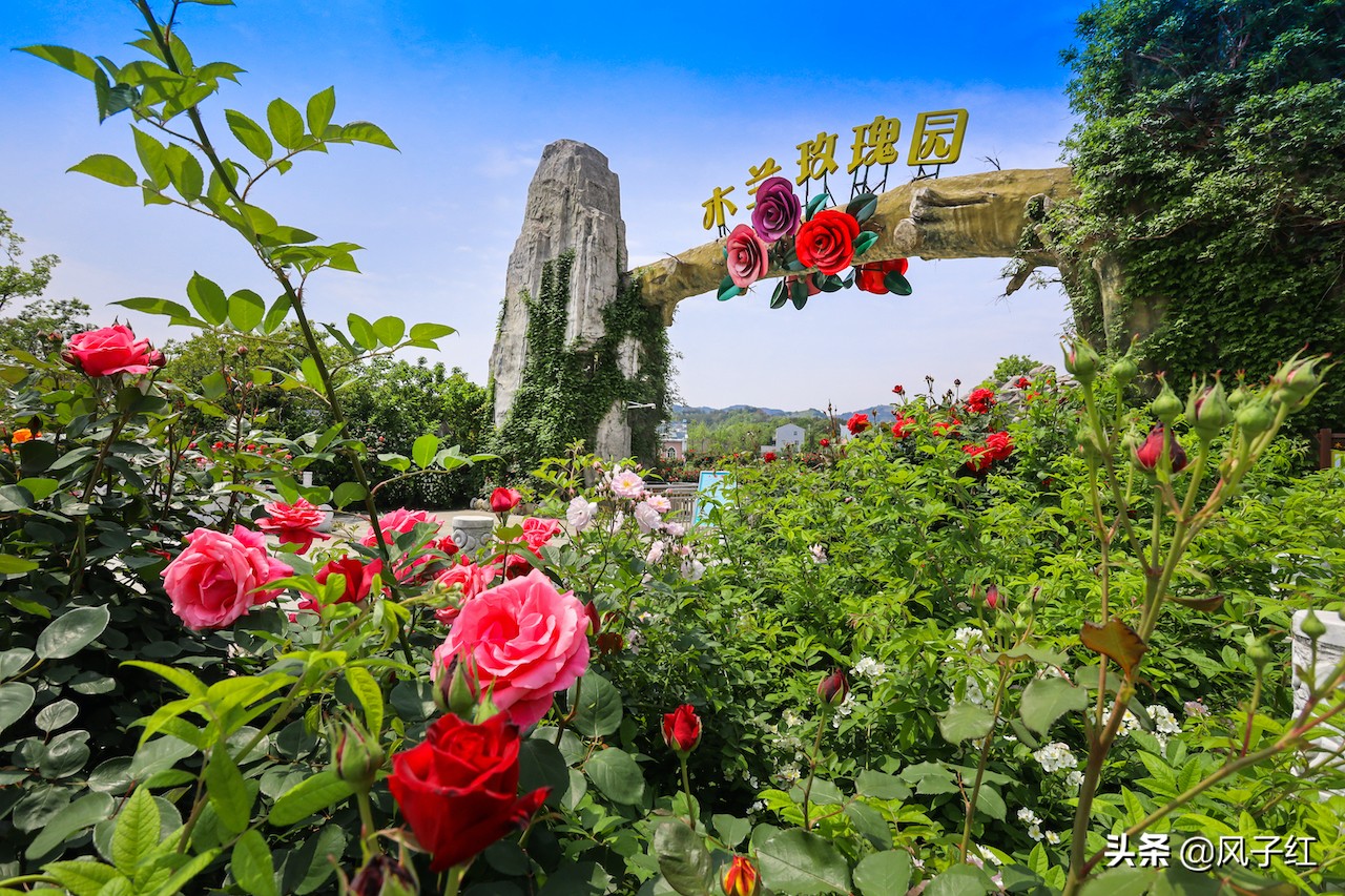 华中最大的玫瑰花园,中国最大的玫瑰花海