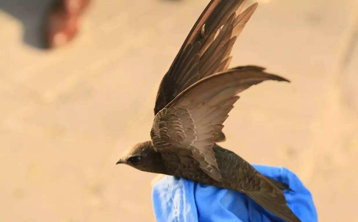 一生飞行的燕子,一生边飞边睡