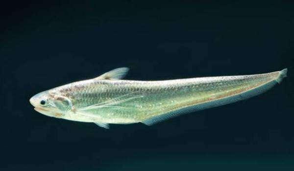 此味只应天上有，哪知全从长江来—长江三鲜