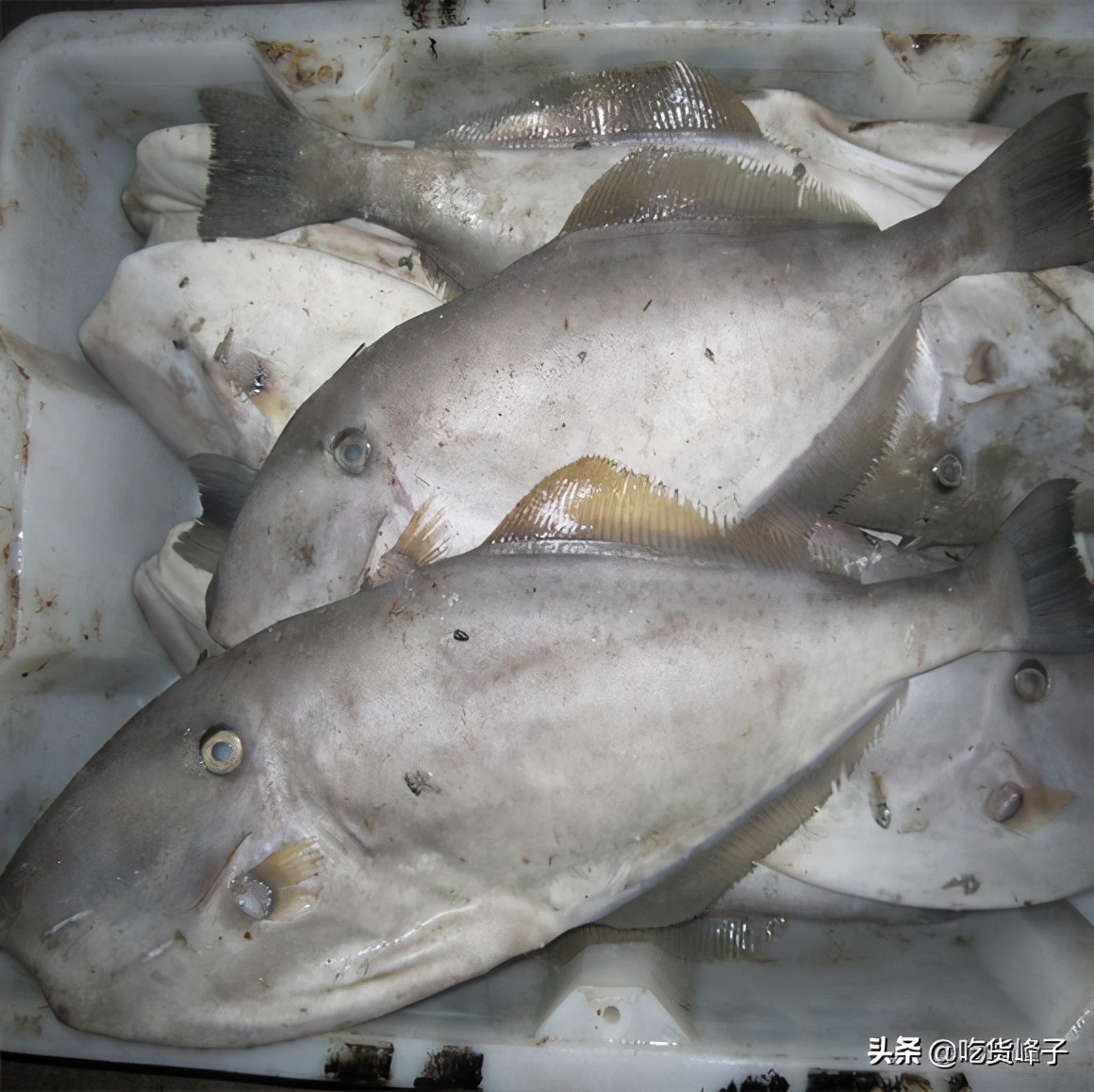 春节前卖什么鱼最好养殖,人工养殖鱼哪种最安全