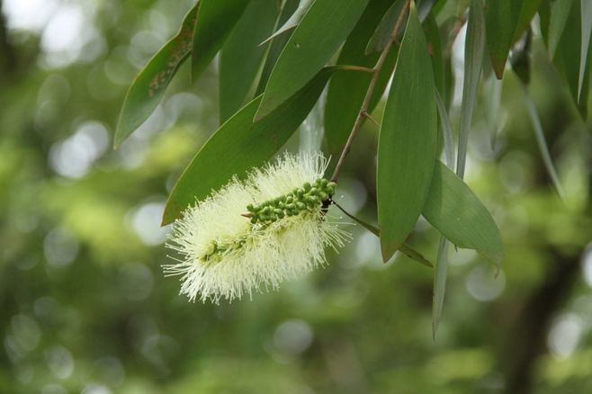 精油小知识罗马洋甘菊,精油小知识大全