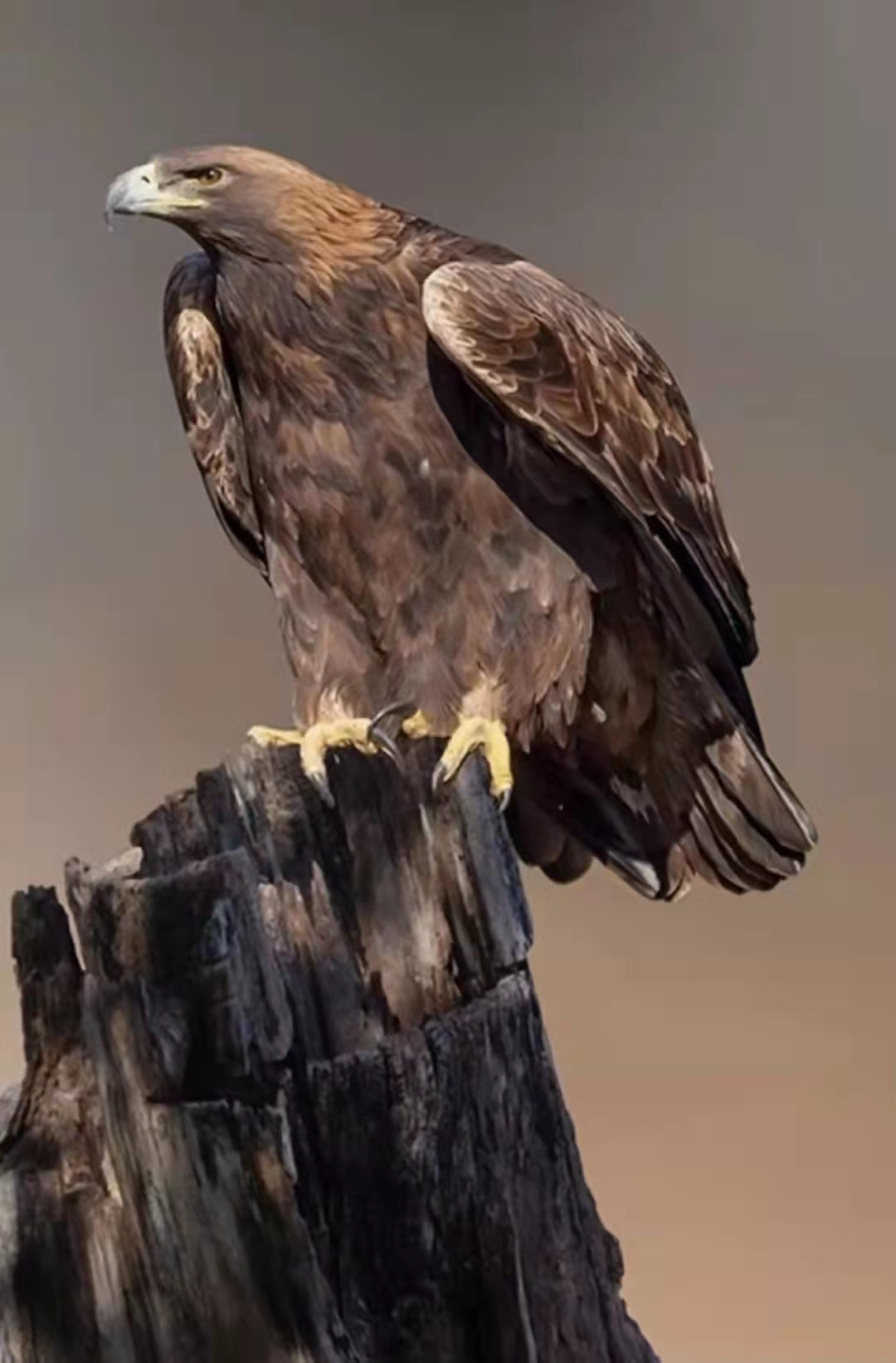 学习根雕一个月能挣多少钱,做生意都以为很赚钱其实没利润