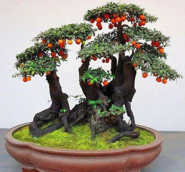 养盆景用什么土比较好,什么盆景带来财运最好养