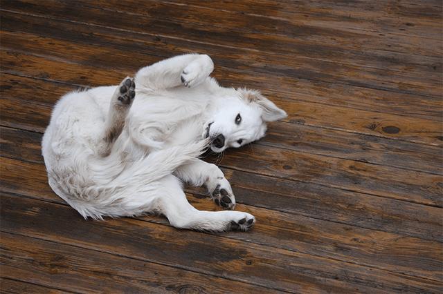 为什么狗狗会追着拖把咬,为什么狗狗会一直追着你跑