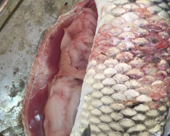 草鱼烂头烂身治疗方法,今年春季草鱼大量死亡原因与防治