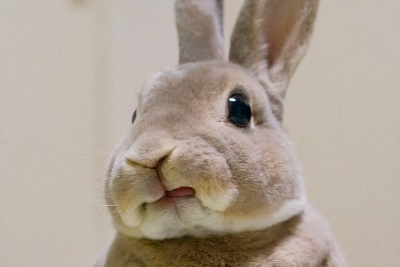 兔子眼睛蓝了是怎么回事,兔子的眼睛流水