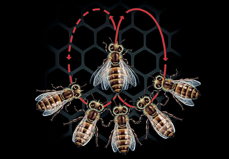 亚洲象为什么比非洲象聪明,亚洲象迷路事件