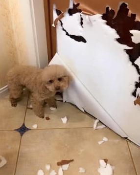 养泰迪必须知道的知识,饲养泰迪犬的五大坏处