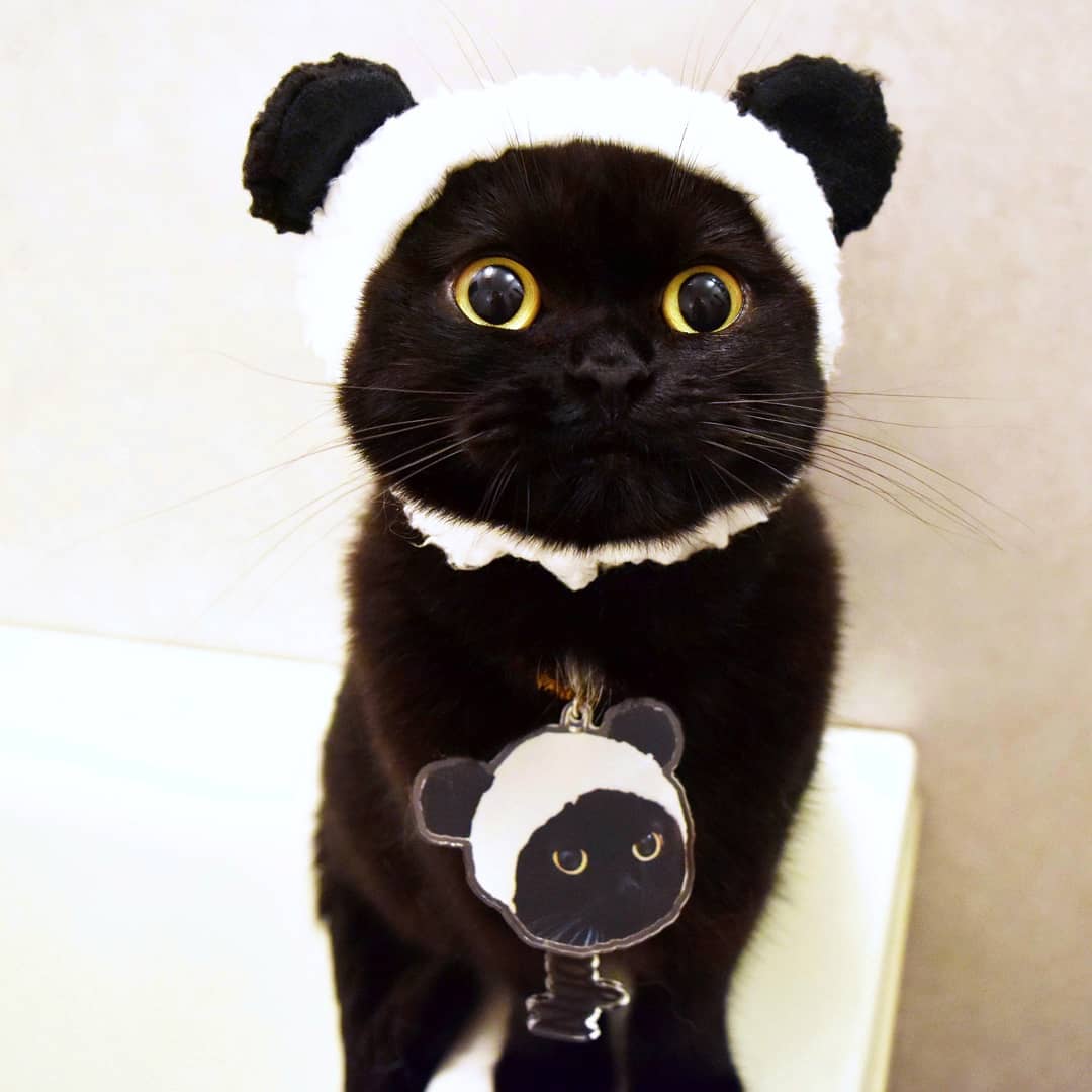 日本卡通小黑猫,日本动漫小黑猫