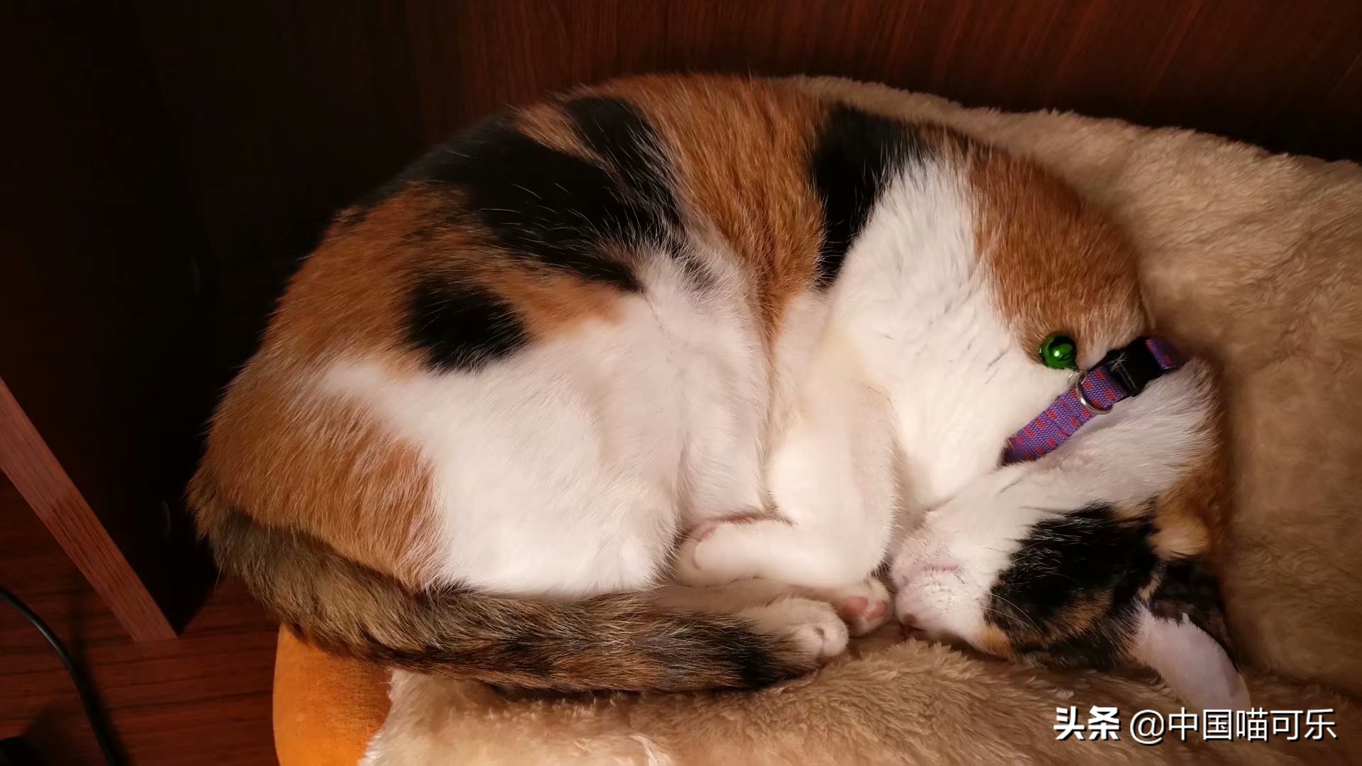 母猫突然叫个不停要人去摸它,母猫突然叫得很奇怪