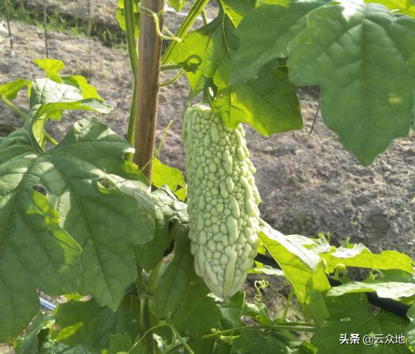 苦瓜肥害的症状及解救方法,苦瓜果实蝇防治