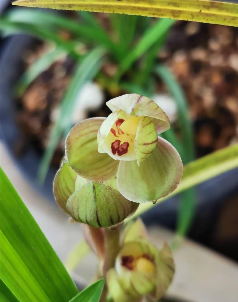 兰花如何实现产业化,近几年兰花产业的发展