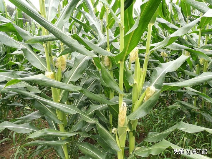 施用除草剂什么时候效果最好,苗前除草剂的效果受哪些因素影响