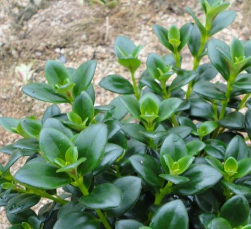 金鱼吊兰怎样养才能花开爆盆,金鱼吊兰怎么打理开花爆盆