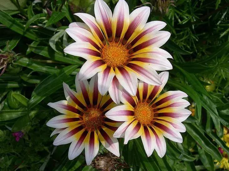 百花图谱大全100幅,工笔百花图谱100种