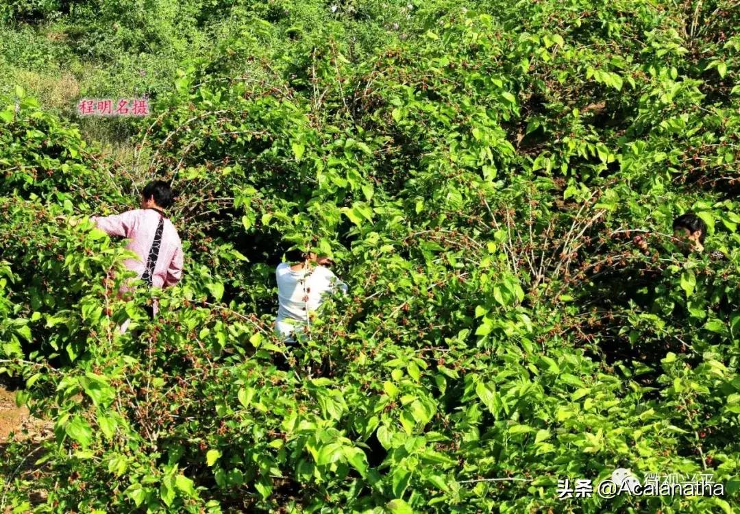 兴平千亩桑葚成熟啦！