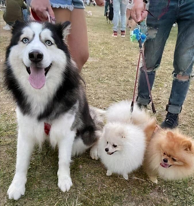 英国女王喜爱柯基,英国女王偏爱狗