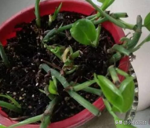 绿萝冬天冻死了明年又发芽,绿萝受冻可以缓过来