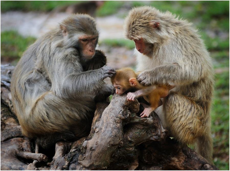 畅销十万册，亚马逊kindle书店畅销榜首，手机成瘾拖延症能治吗？