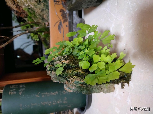 上水石上用什么土栽培绿植,适合种在上水石上的绿植