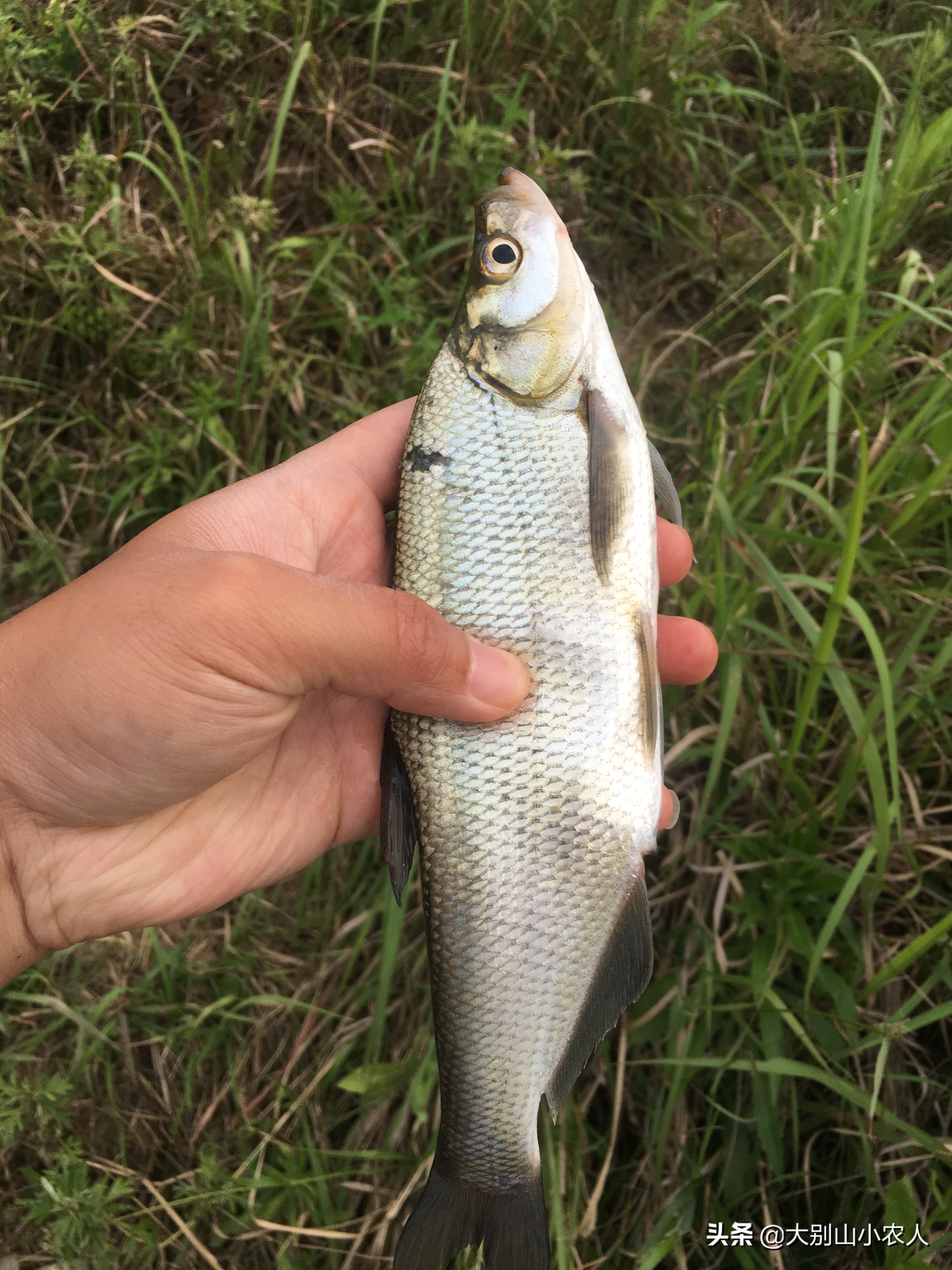 野钓翘嘴的正确方法与技巧,池塘浅水钓翘嘴最好方法