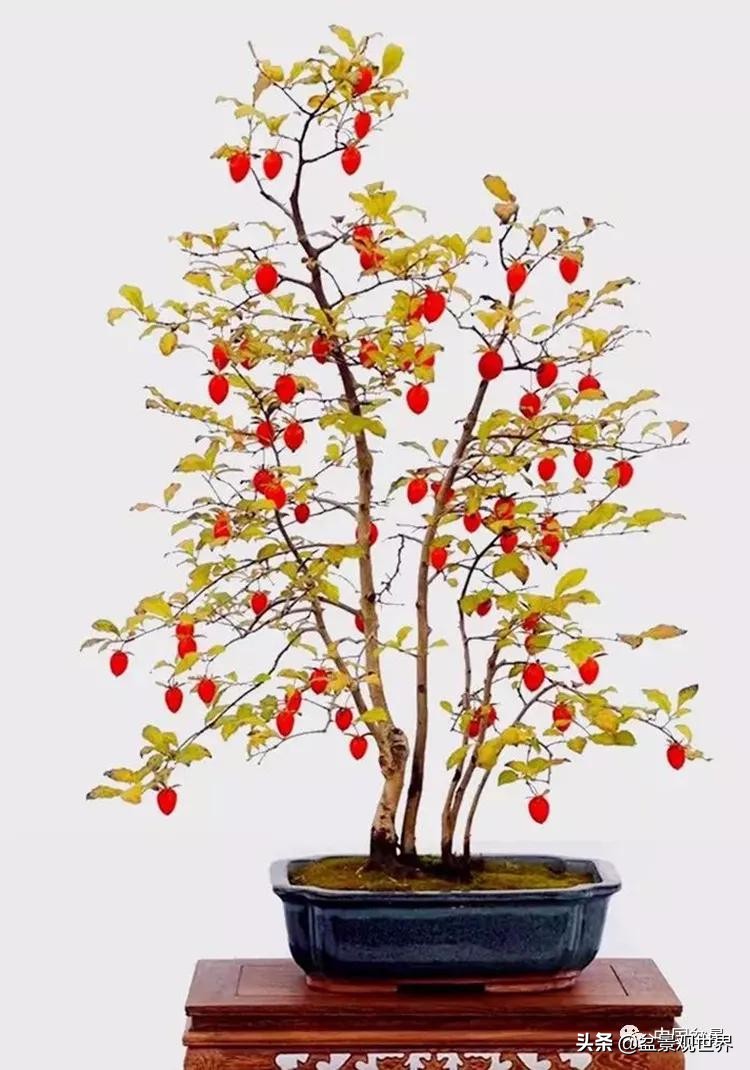 金弹子只养一棵会挂果吗,金弹子养了四年为什么不开花