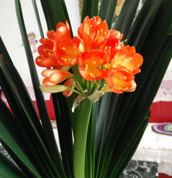 君子兰开花叶子油亮,君子兰如何养护可以每年开花2次