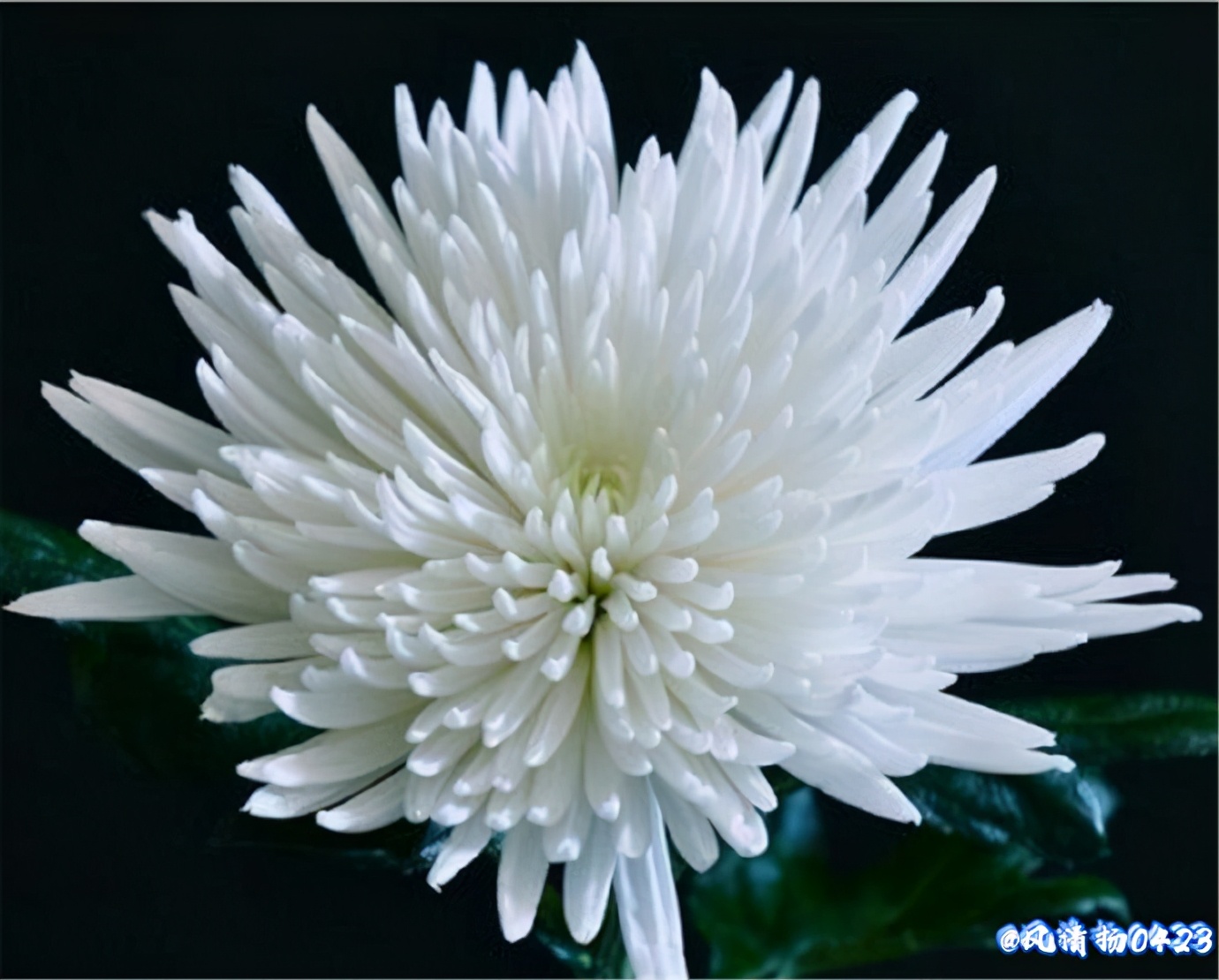 龙姓基因,龙基因斗鱼