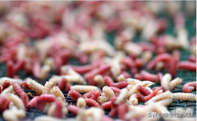 蝇蛆钓鲫鱼效果,蛆虫钓鱼用什么饵料