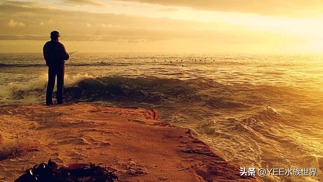 比侏儒鰕虎还小的鱼，刷新吉尼斯世界纪录，但没人能养